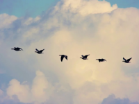 養老問題的思考與應對