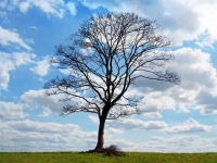 高齡之歌（外一首）