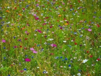 四川風俗小詩（四首）