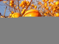 山里雅景（三首）