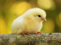 文化的普及與提高 一