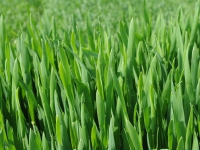 今日農家享暖冬