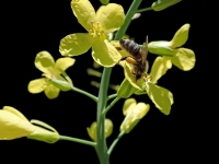 田園詩吟金色白菜花 ——我的寫作體會