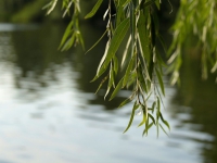 小院詩的想象 ——我的寫作體會