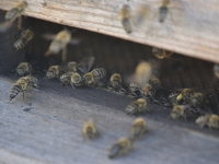 田園詩中的放蜂人 ——我的寫作體會