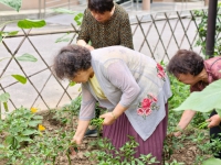 西安市沣东新城老年服务中心（阿房宫老年公寓）：方寸菜园里的丰收幸福