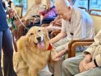 泰康之家·粤园×亚洲动物基金会：“狗医生”上线，疗愈银龄时光