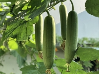 秋野瓜豆菜（三首）